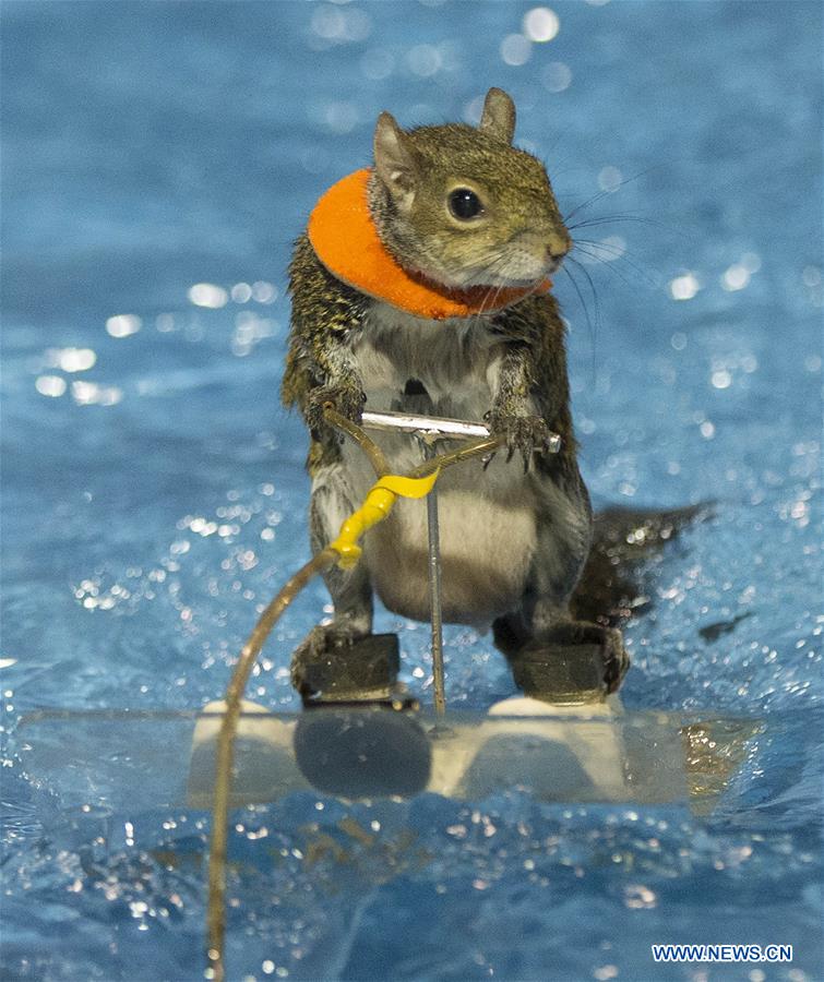 CANADA-TORONTO-SKIING SQUIRREL