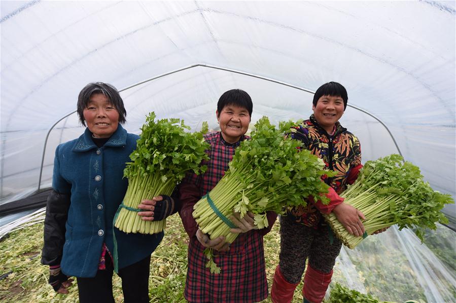 CHINA-JIANGSU-FARMING-VEGETABLE (CN)