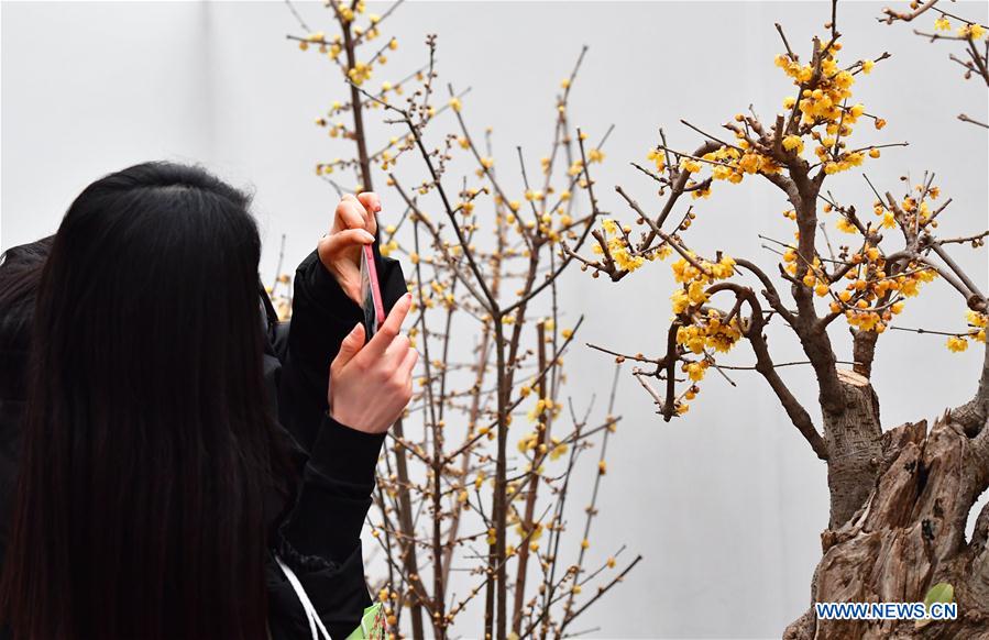 CHINA-ZHENGZHOU-WINTERSWEET-SHOW (CN)