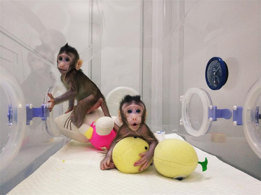 CHINA-BEIJING-CLONED MACAQUES-SUCCESS (CN)