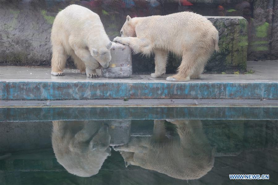 HUNGARY-BUDAPEST-ZOO-POLAR BEAR