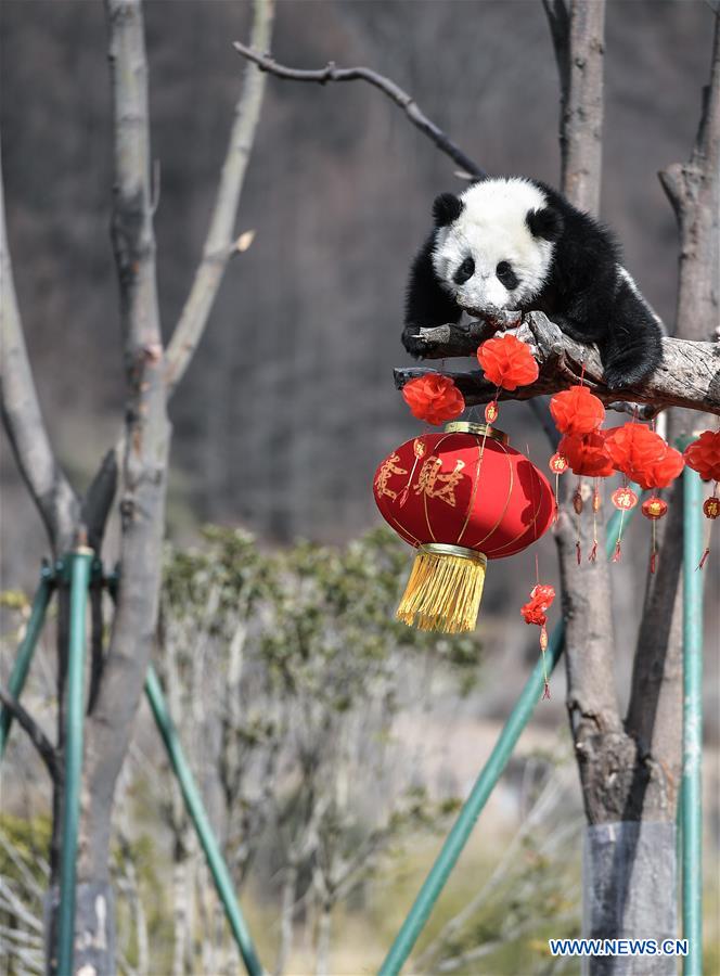 CHINA-SICHUAN-GIANT PANDA-SPRING FESTIVAL (CN)