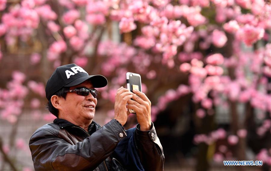 CHINA-YUNNAN-KUNMING-CHERRY BLOSSOM (CN)