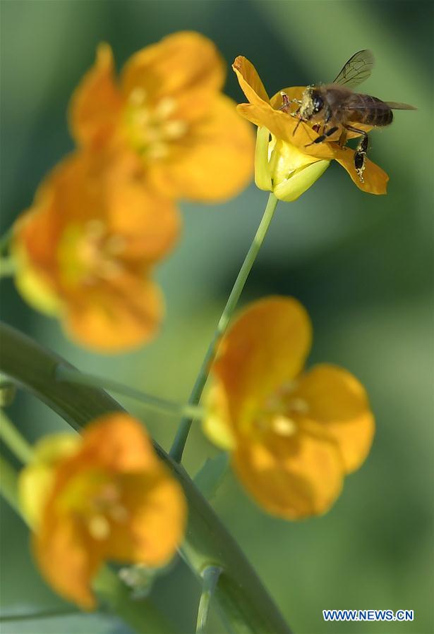 CHINA-JIANGXI-RAPE FLOWER-HONEY BEE-RESEARCH (CN)