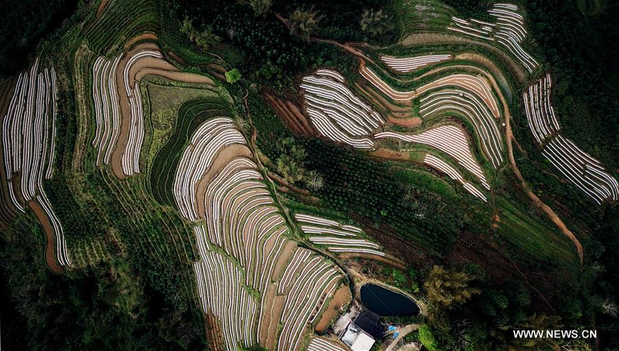 CHINA-GUANGXI-FIELDS-SPRING VIEW(CN)