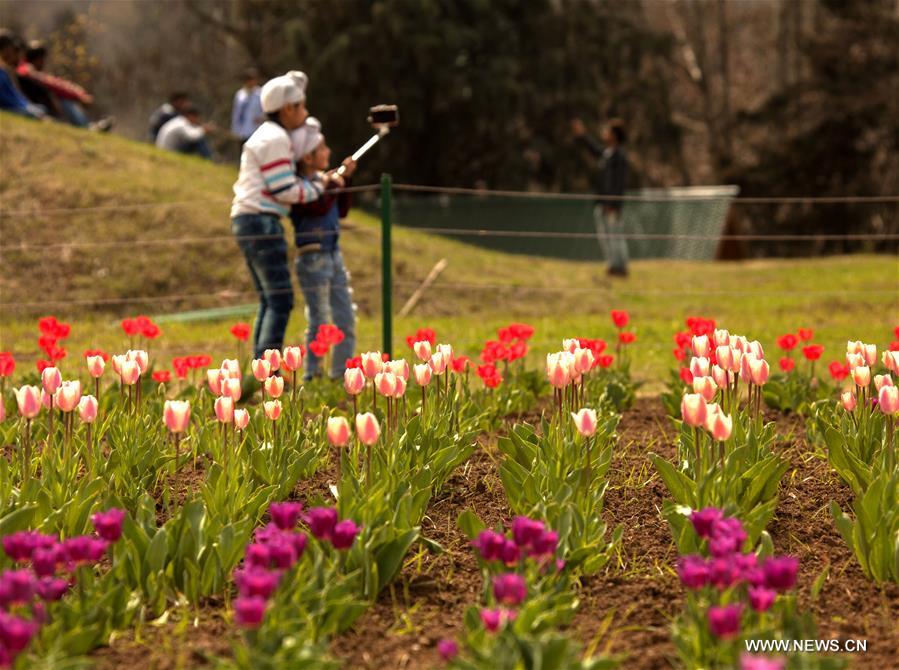 INDIAN-CONTROLLED KASHMIR-SRINAGAR-TULIP GARDEN-OPEN