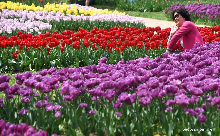 CHINA-HUBEI-WUHAN-TULIPS (CN)