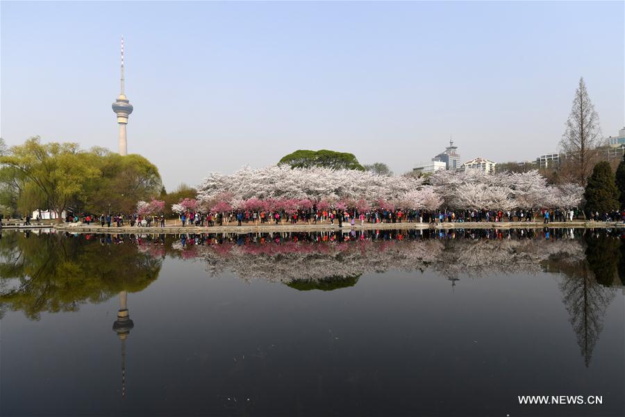 CHINA-BEIJING-CHERRY BLOSSOMS (CN)