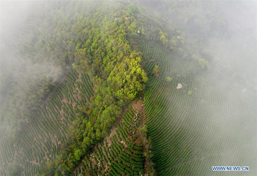 #CHINA-ZHEJIANG-ANJI-WHITE TEA-PICKING (CN)