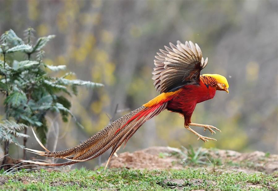 CHINA-SPRING-BIRDS (CN)