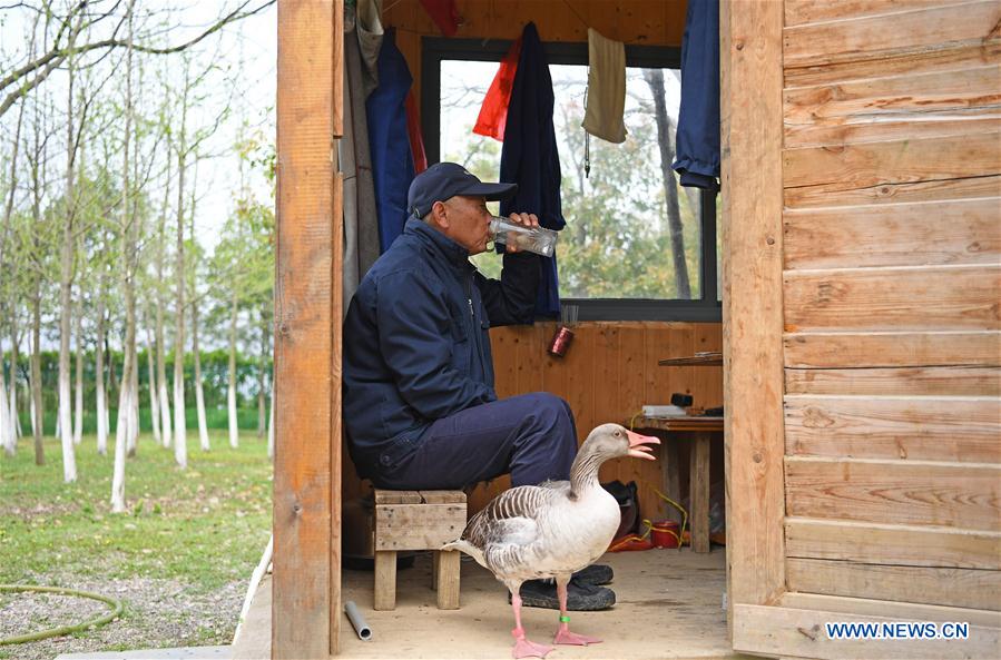 CHINA-JIANGXI-WILD GOOSE-OLD MAN-ATTACHMENT (CN)