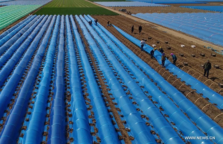 CHINA-HEBEI-TANGSHAN-FARM WORK (CN)