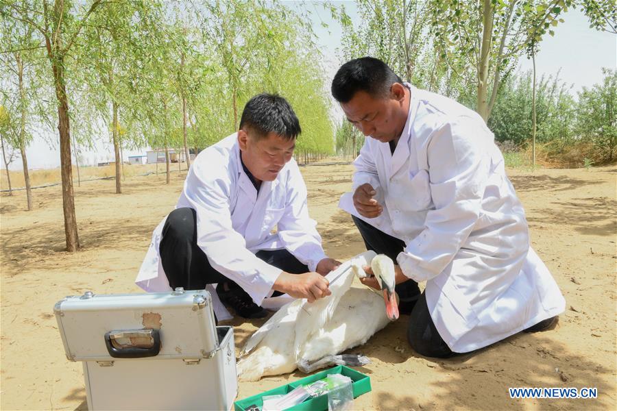 CHINA-INNER MONGOLIA-BAYAN NUR-BIRDS-PROTECTION(CN)