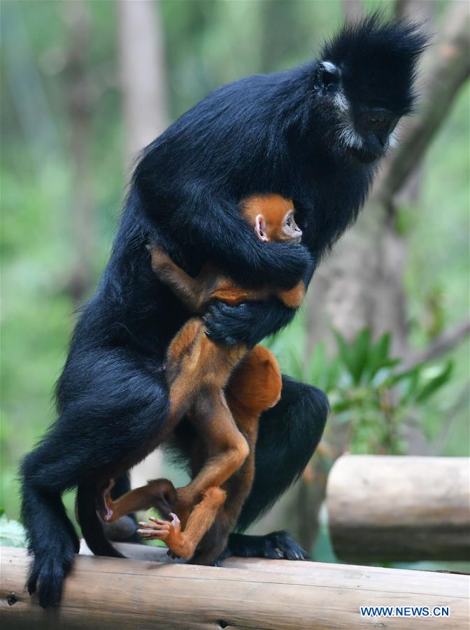 CHINA-GUANGDONG-GUANGZHOU-FRANCOIS' LANGUR-TWINS (CN)