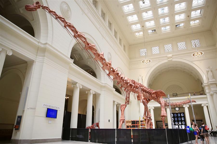 U.S.-CHICAGO-FIELD MUSEUM-PATAGOTITAN MAYORUM-DINOSAUR FOSSIL  