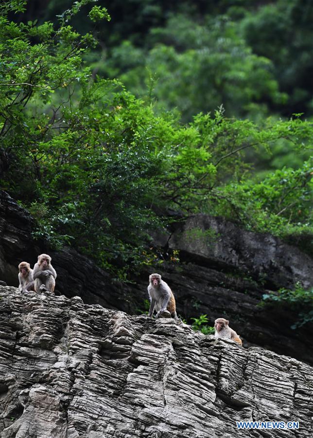 CHINA-CHONGQING-WUSHAN-SMALL THREE GORGES-WILD LIFE (CN)