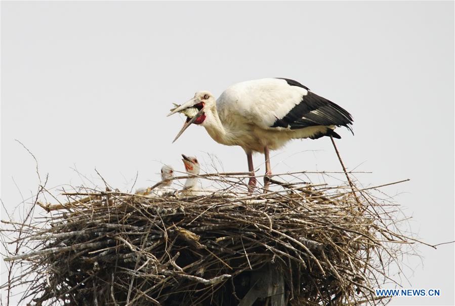 CHINA-HEBEI-TANGSHAN-ORIENTAL WHITE STORKS (CN)