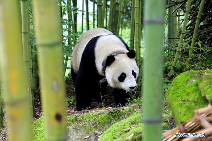 #CHINA-SICHUAN-PANDA-VILLAGE-WANDERING (CN*)