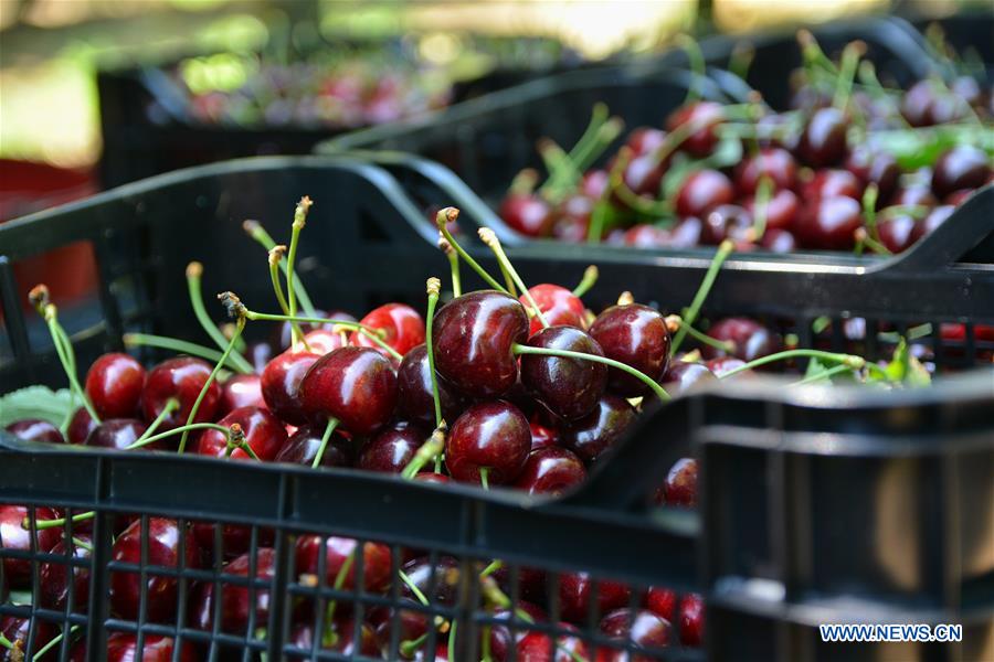 GREECE-METAXOCHORI-CHERRY FESTIVAL