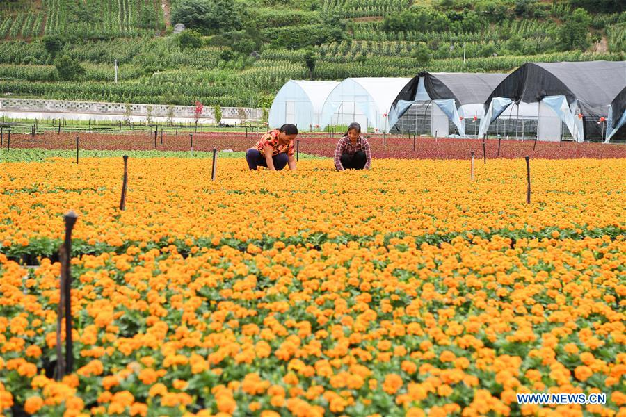 CHINA-CHONGQING-FLOWER PLANTING-INCOME RISING (CN)