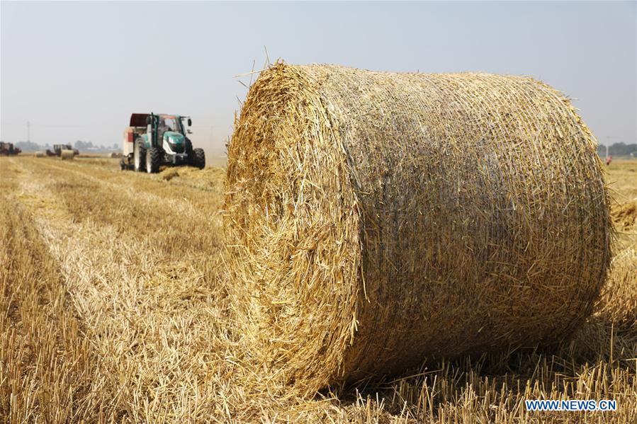 #CHINA-HEBEI-SHIJIAZHUANG-STRAW (CN)