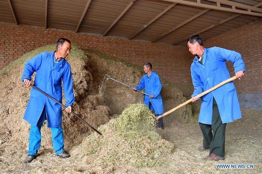 CHINA-SHANXI-YANGQU-ALPACA BREEDING-POVERTY ALLEVIATION (CN)