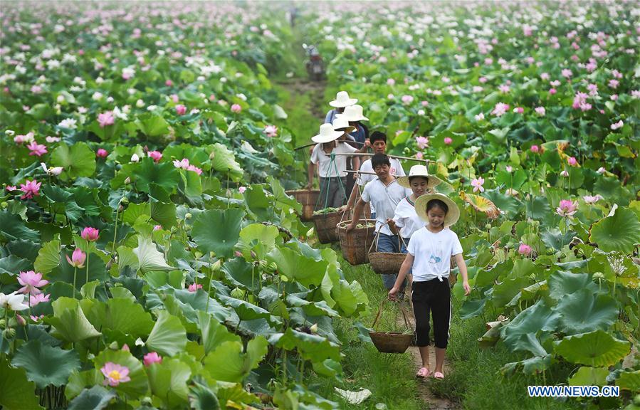 CHINA-JIANGXI-WHITE LOTUS-HARVEST(CN)