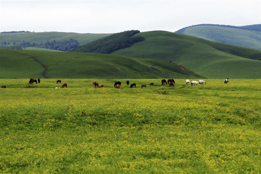 #CHINA-HEBEI-SAIHANBA-AFFORESTATION (CN)