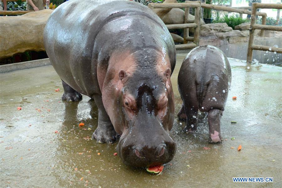 #CHINA-ZOO-ANIMALS-COOL OFF (CN)