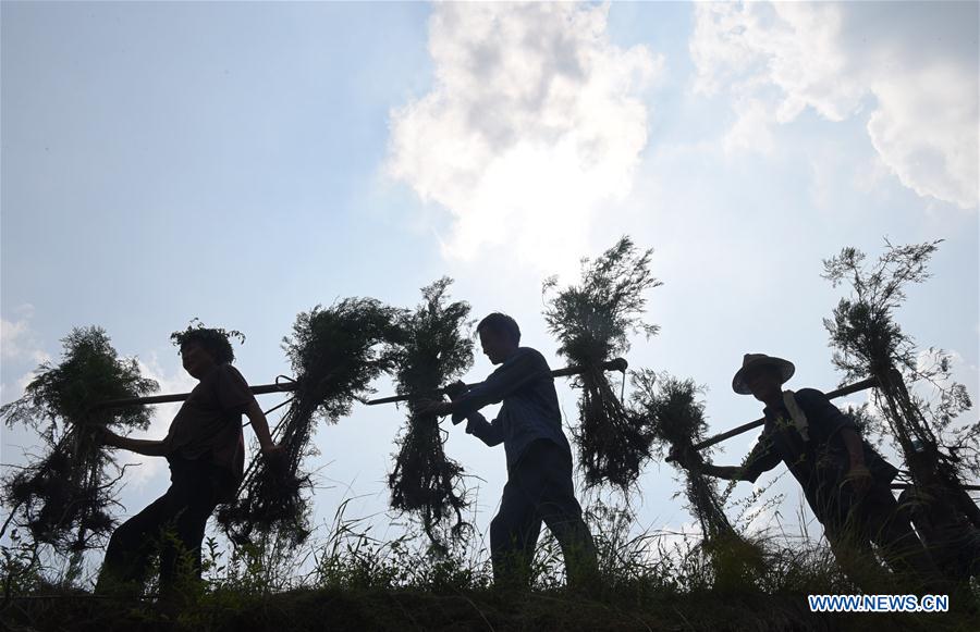 #CHINA-SHANDONG-TREE PLANTING (CN)