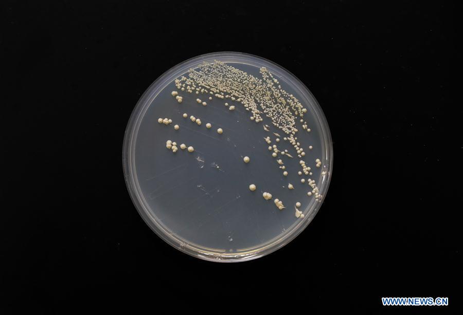 CHINA-SHANGHAI-GENOME-EDITING-SINGLE CHROMOSOME (CN)