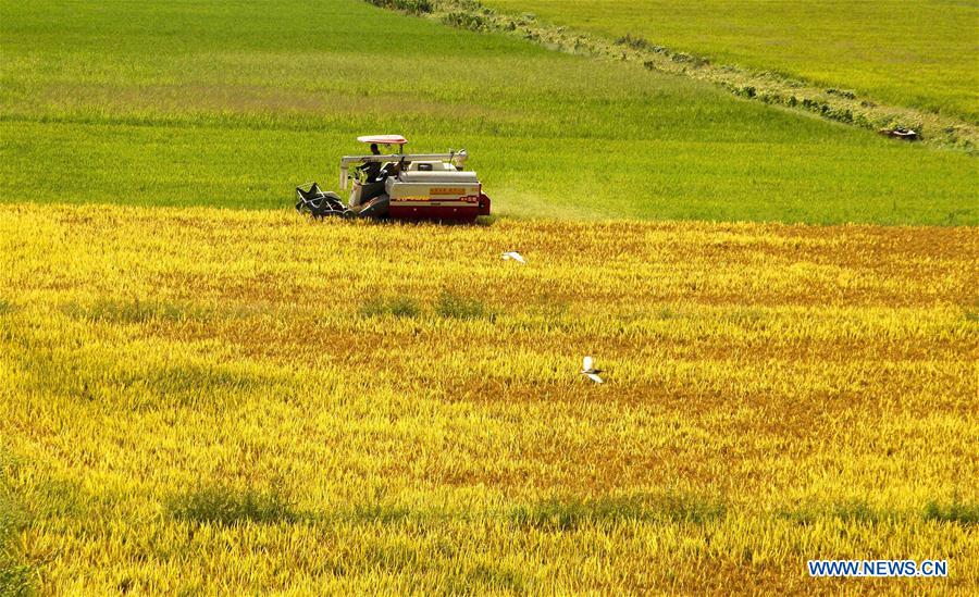 #CHINA-JIANGXI-AGRICULTURE-HARVEST (CN)