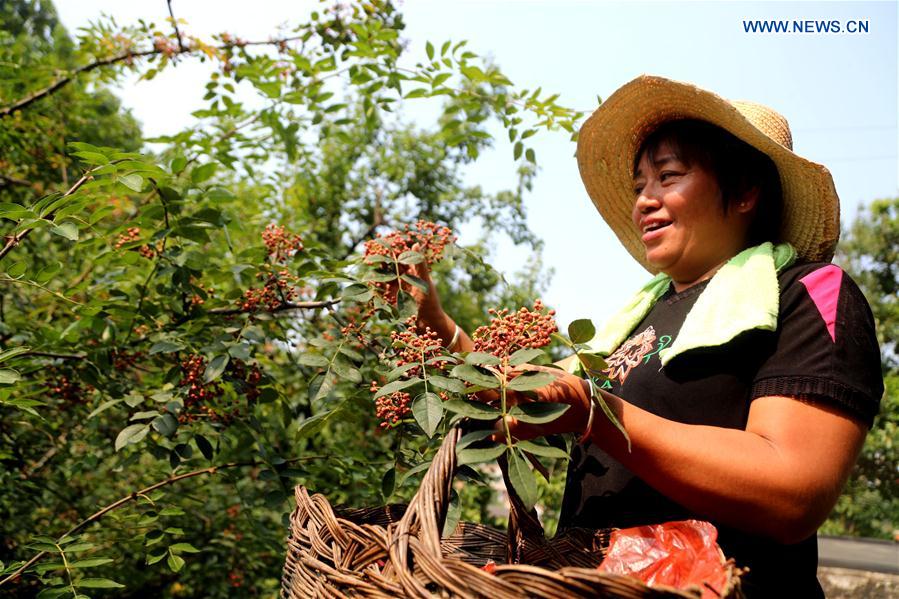 #CHINA-HEBEI-SICHUAN PEPPER-HARVEST (CN)