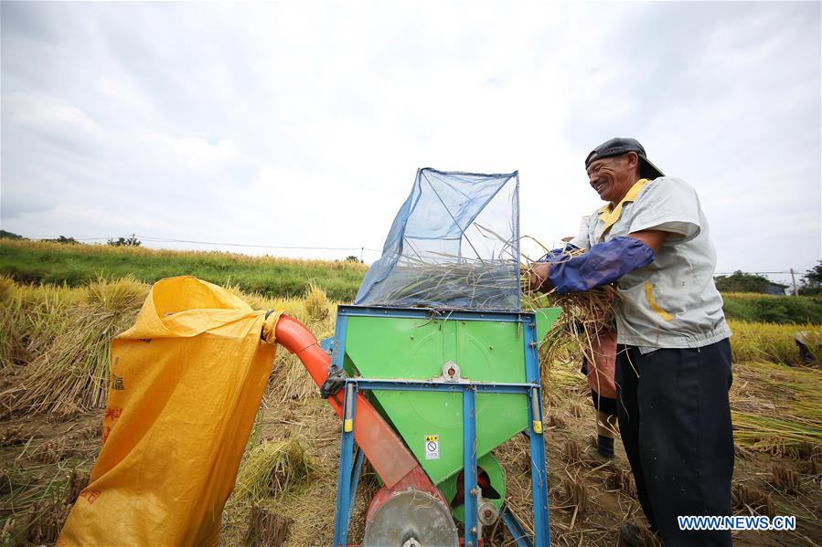 #CHINA-AUTUMN-PADDY FIELDS (CN)