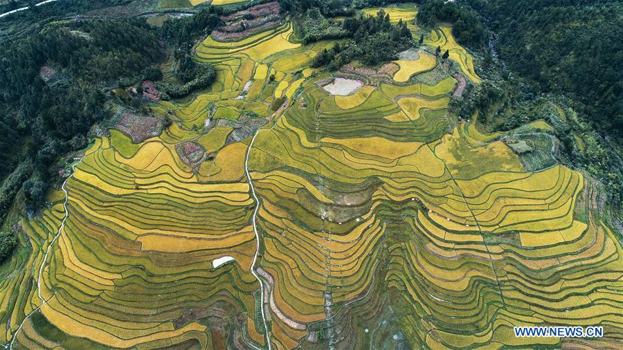 #CHINA-TERRACED FIELDS-AUTUMN SCENERY(CN)