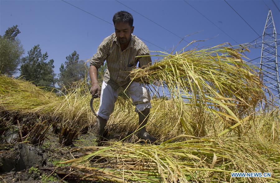 KASHMIR-SRINAGAR-PADDY HARVEST