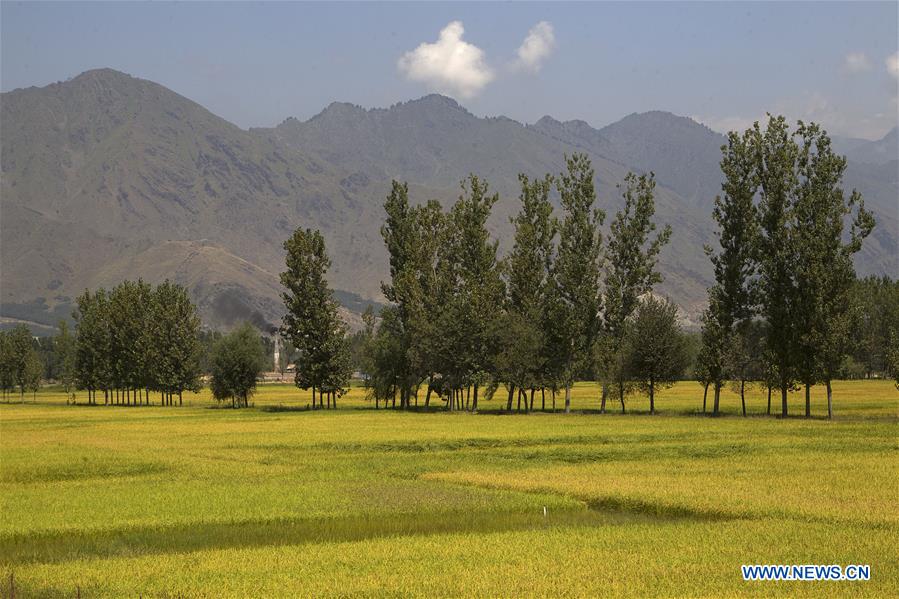 KASHMIR-SRINAGAR-PADDY HARVEST