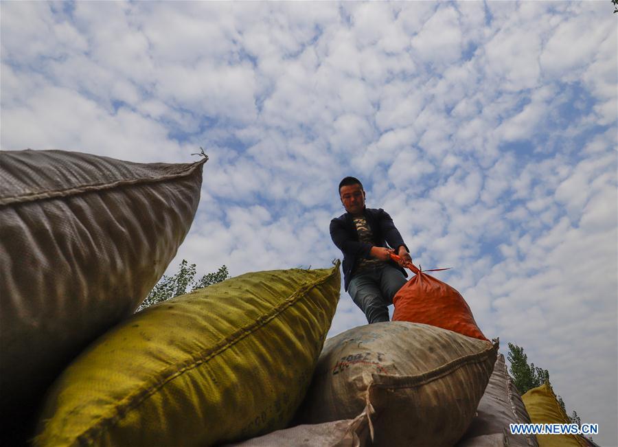 #CHINA-HEBEI-TANGSHAN-CHINESE CHESTNUT-HARVEST(CN)