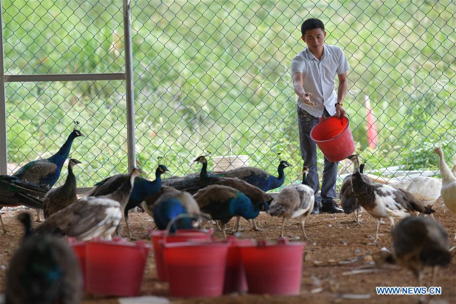 CHINA-JIANGXI-YICHUN-PEACOCK BREEDING (CN)