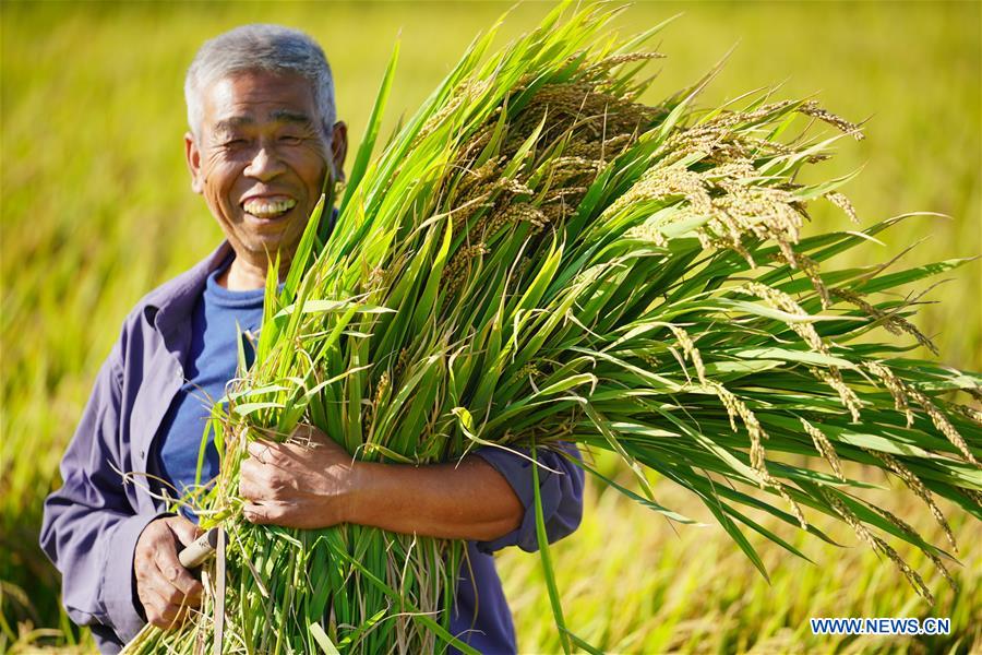 CHINA-HEBEI-LUANXIAN-HARVEST-FESTIVAL (CN)