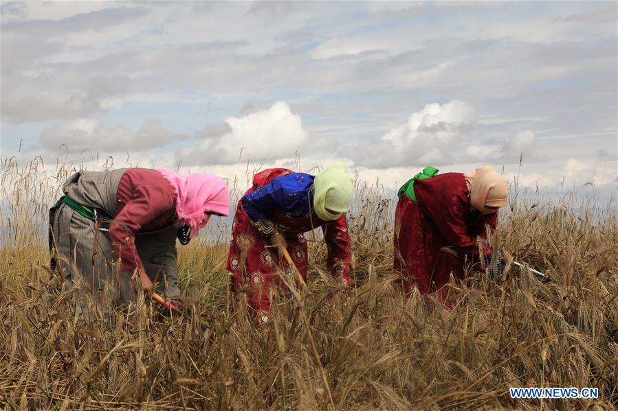 CHINA-QINGHAI-HAINAN-HIGHLAND BARLEY-HARVEST (CN)