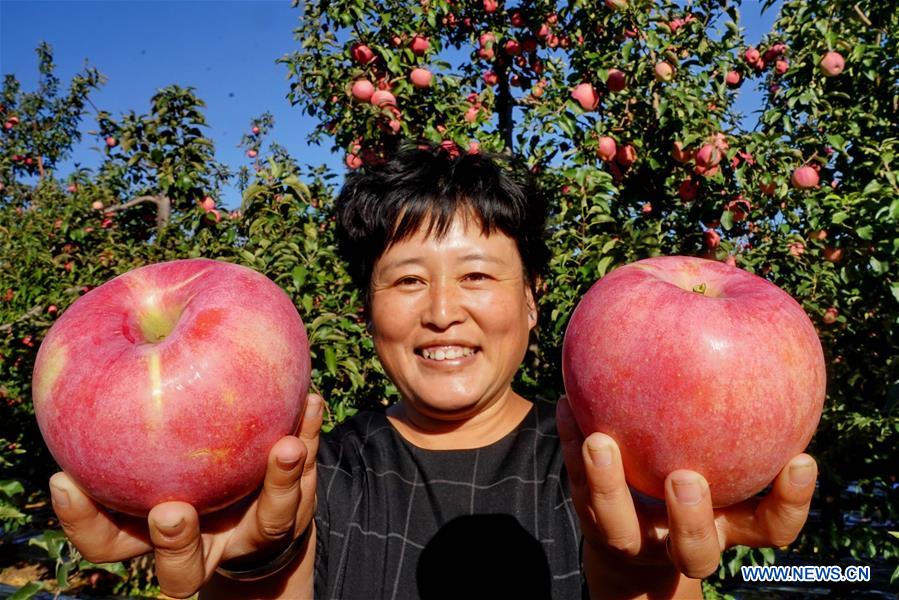 CHINA-HEBEI-APPLE-HARVEST (CN)