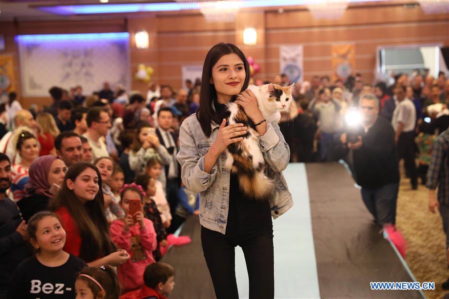 TURKEY-ANKARA-CATS-FESTIVAL