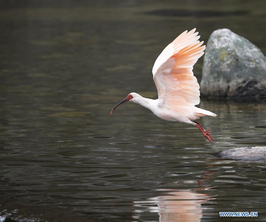 CHINA-VARIOUS WILD BIRDS (CN)