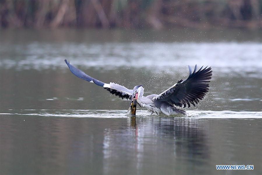 CHINA-GUIZHOU-BIRDS (CN)