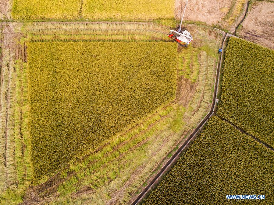 CHINA-HANGZHOU-RICE-HARVEST (CN)