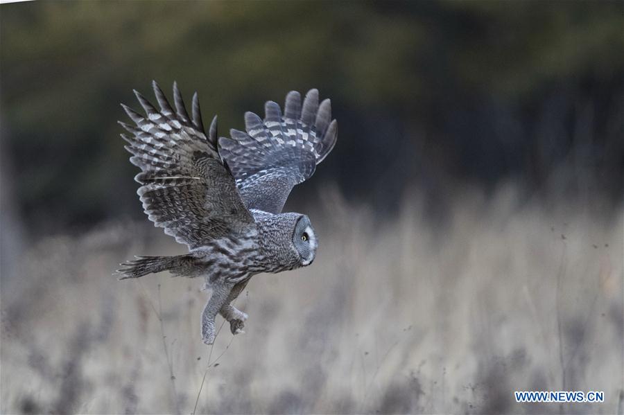 CHINA-INNER MONGOLIA-YAKESHI-WILD BIRD (CN)