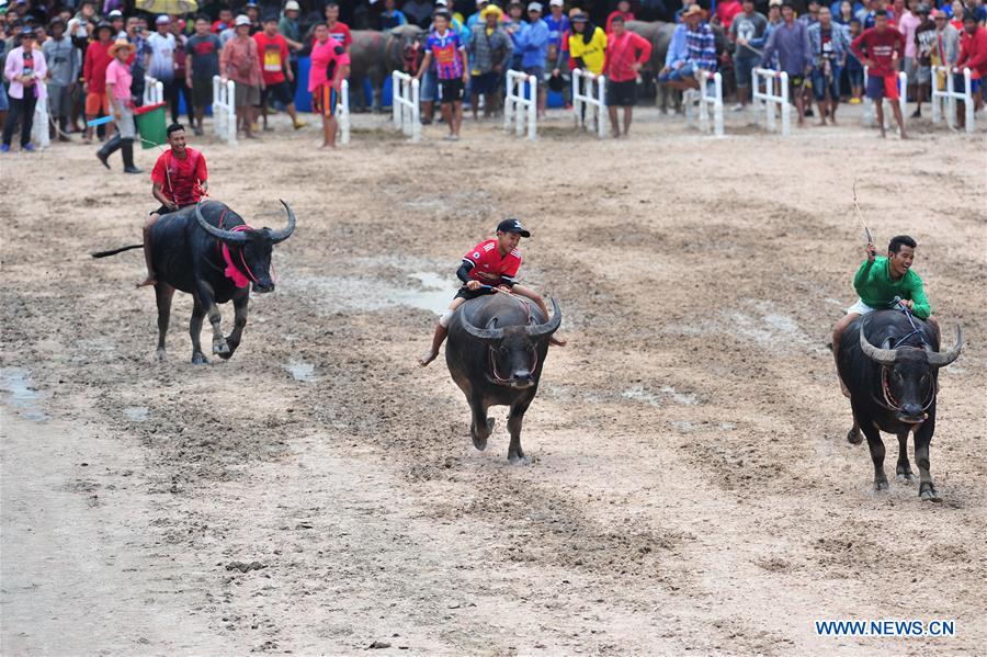 THAILAND-CHONBURI-BUFFALO RACING