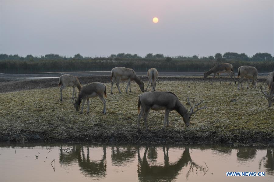 CHINA-NINGBO-HANGZHOU BAY-WETLAND-AUTUMN SCENERY(CN)