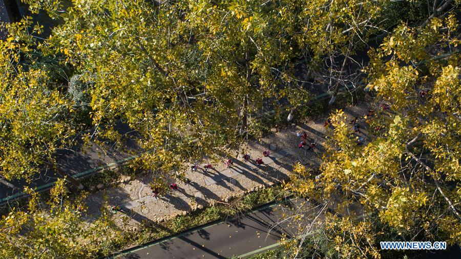 CHINA-ANHUI-HEFEI-AUTUMN-SCENERY (CN)